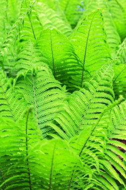 fern leaves background clipart