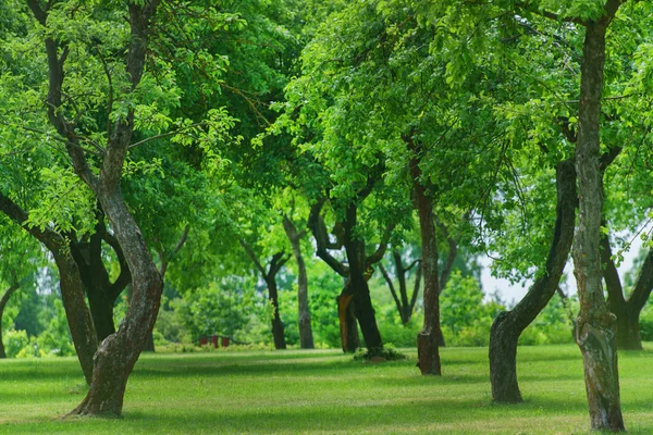 Summer green garden — Stock Photo, Image