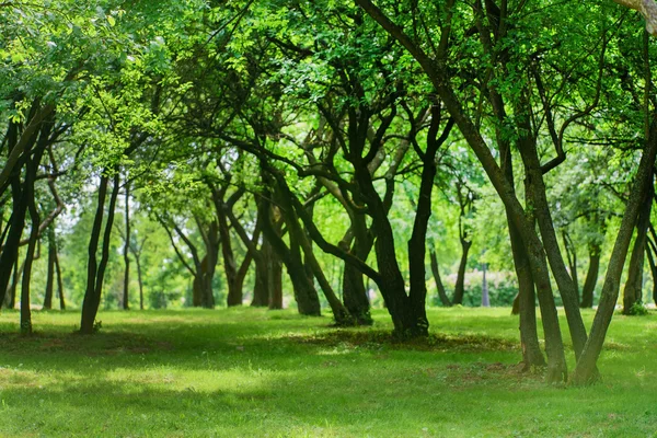 Groene zomertuin — Stockfoto