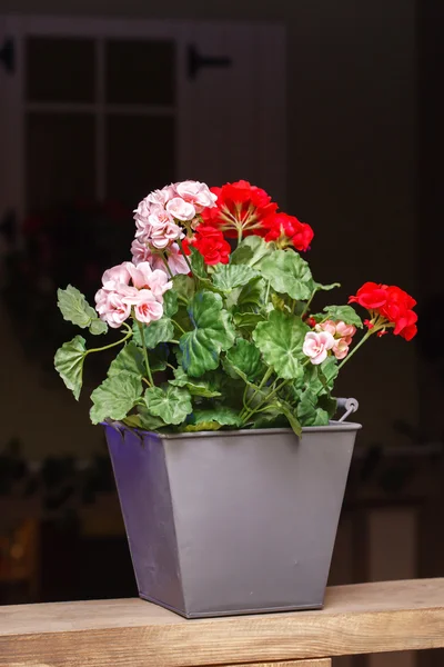 Geranienblüte im Blumentopf — Stockfoto