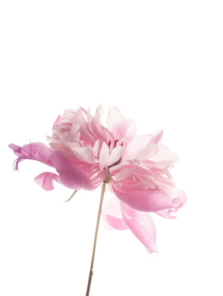 Pink peony flower — Stock Photo, Image