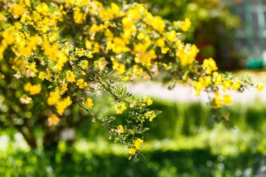 yaz bahçesi bırakır