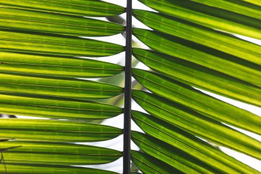 palmiye yaprağı doku