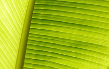 palmiye yaprağı doku