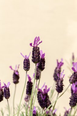 aromatik lavanta çiçekleri