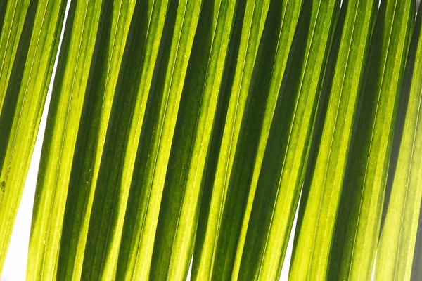 Palm blad textuur — Stockfoto