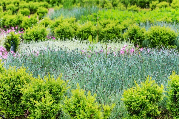 Jardin vert d'été — Photo