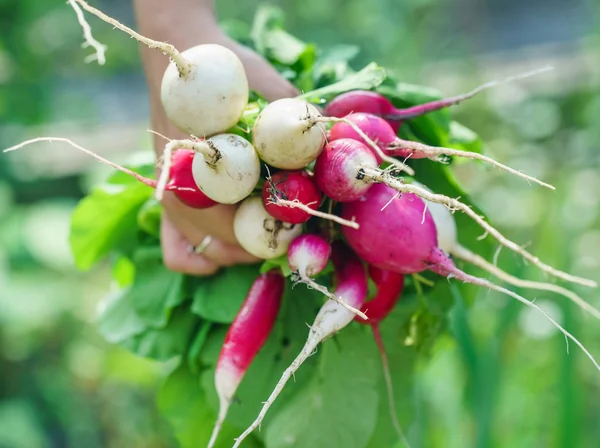 Fresh radish with leaves in hand — Stock Photo, Image