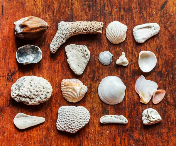 Sea shell collection — Stock Photo, Image