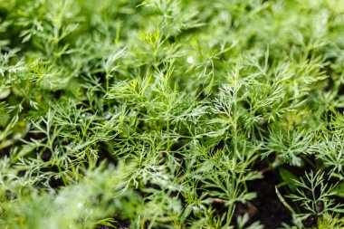 Bahçe Yeşil dereotu