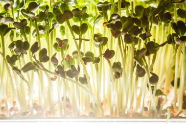 Besleyici lahanası arka plan