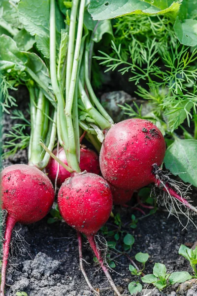 Fresh radish on leaves — Stock Photo, Image