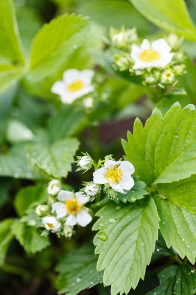 Little white strawberry flowers — Stock Photo, Image