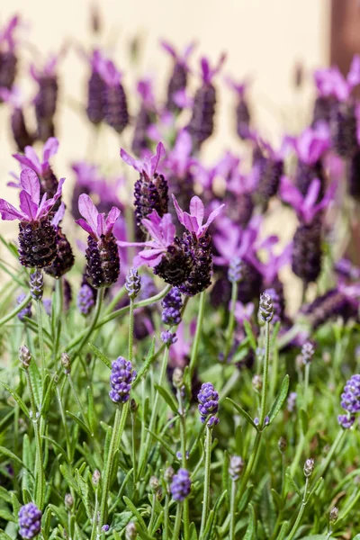 Fleurs de lavande aromatiques — Photo