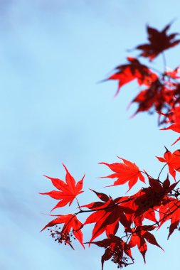 kırmızı akçaağaç yaprakları