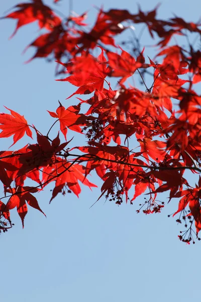 Rote Ahornblätter — Stockfoto