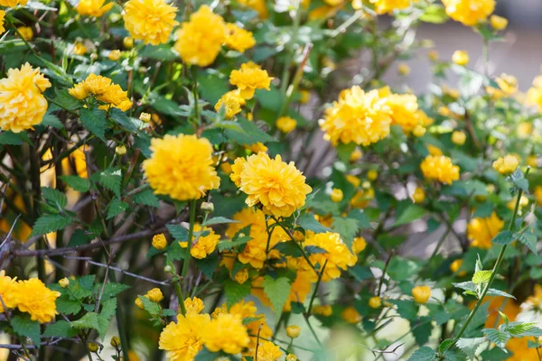 Nice blooming flowers — Stock Photo, Image