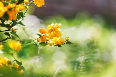 güzel çiçek açan çiçekler