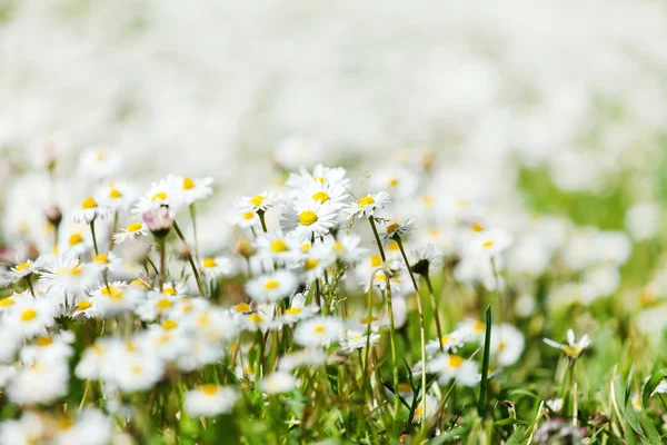 Daisy flowers meadow — Stock Photo, Image