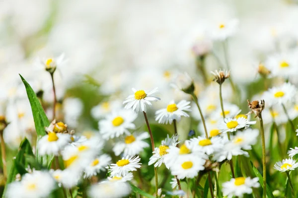 Prairie de fleurs marguerites — Photo