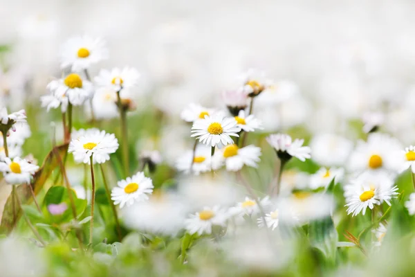 Daisy bloemen weide — Stockfoto