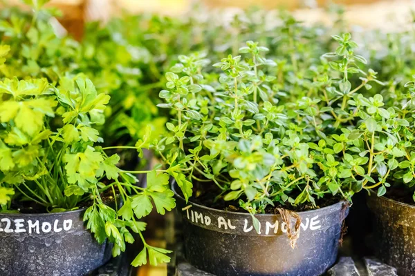 Herbes vertes dans des pots Images De Stock Libres De Droits