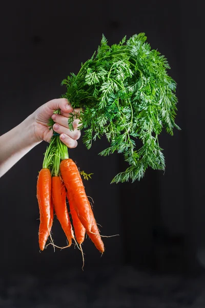 Zanahorias frescas en la mano —  Fotos de Stock