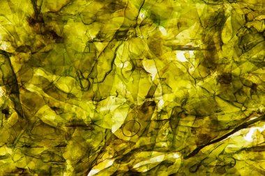 asian Nori background