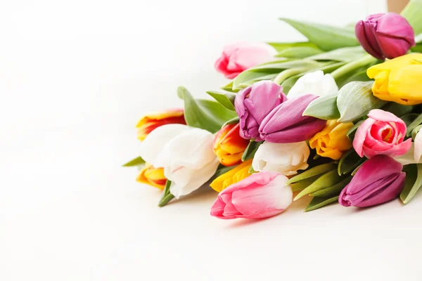 Nice color tulips — Stock Photo, Image