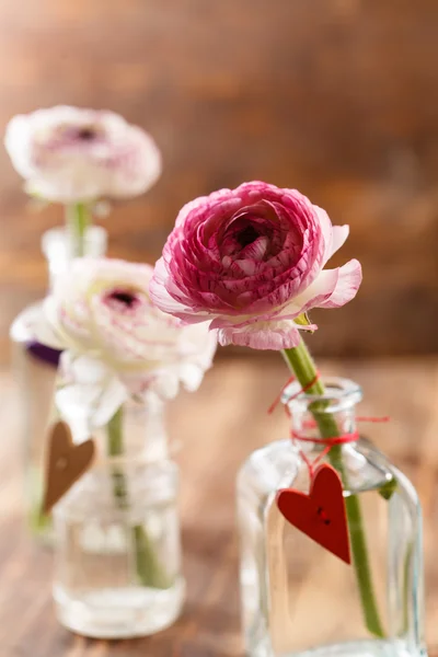 Ranunculus flores en jarrones — Foto de Stock