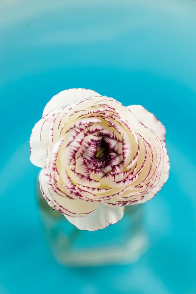 Ranunculus i vas på blå — Stockfoto