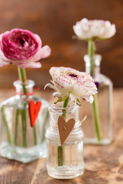 Fiori di ranuncolo in vasi — Foto Stock