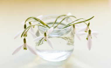 tencerede bahar çiçekleri