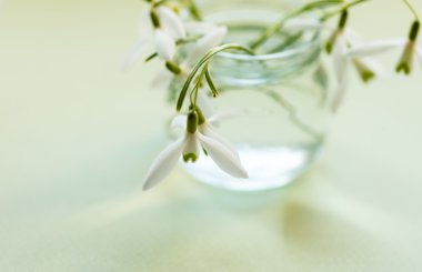 tencerede bahar çiçekleri