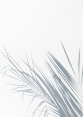 Gölge hurma yaprağı