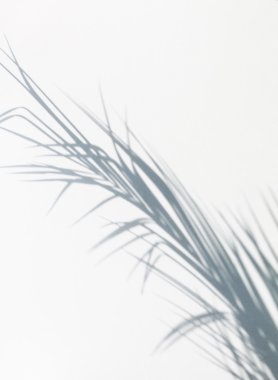 Gölge hurma yaprağı