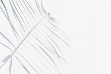 Gölge hurma yaprağı