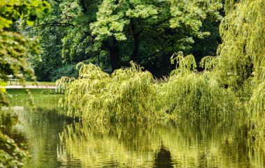 ağacın yanında göl yansıması ile