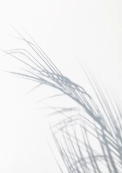 Sombra de folha de palma — Fotografia de Stock
