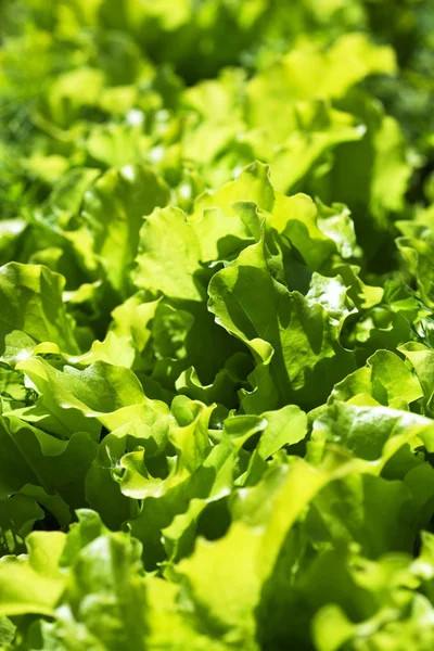Lettuce leaves in the garden — Stock Photo, Image