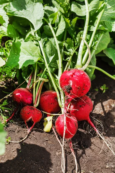 Fresh radish on leaves — Stock Photo, Image