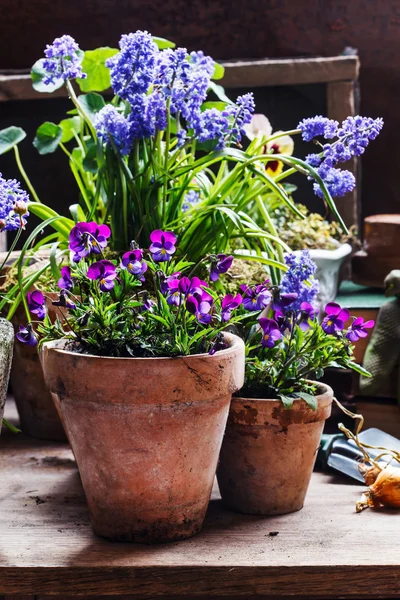 Vårblommor i krukor — Stockfoto