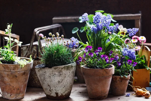 Vårblommor i krukor — Stockfoto