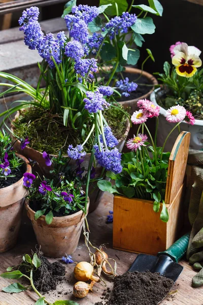 Vårblommor i krukor — Stockfoto