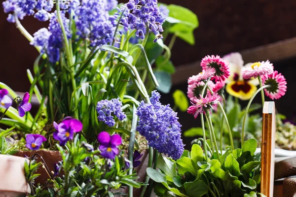 Flores de primavera em potes — Fotografia de Stock