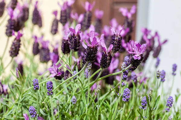 Aromatic lavender flowers — Stock Photo, Image