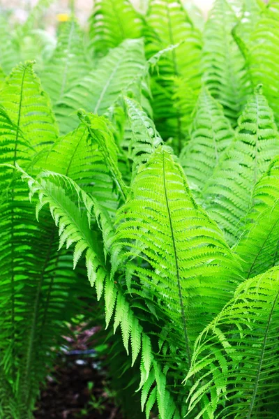 Summer fern leaves — Stock Photo, Image