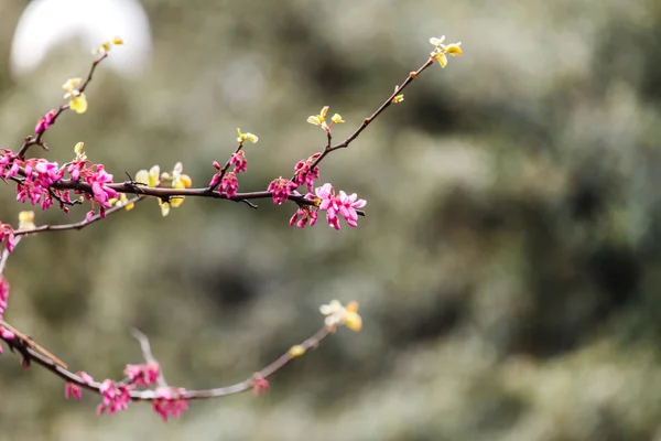 Blooming tree flowers — Stock Photo, Image
