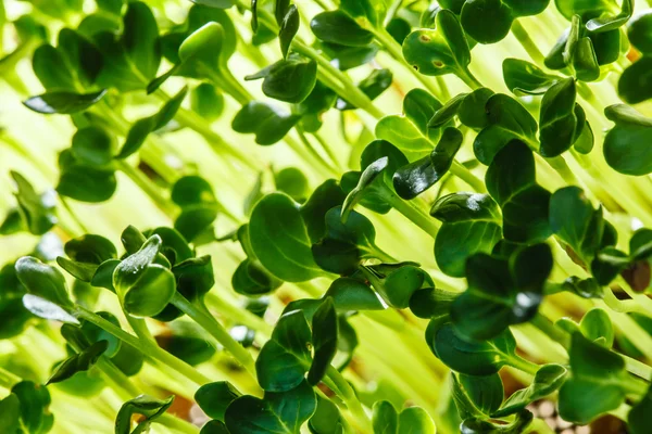 Nutritious sprouts background — Stock Photo, Image