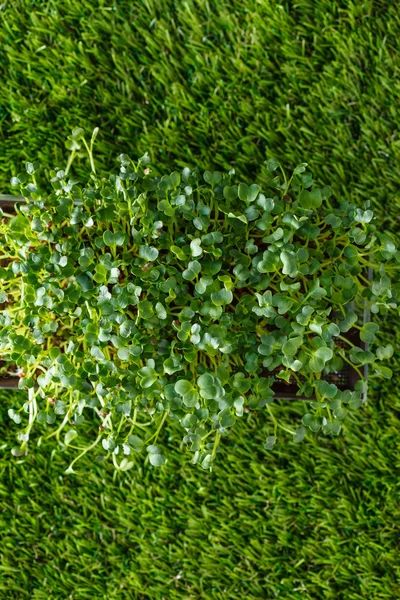 Germogli di ravanello biologici — Foto Stock